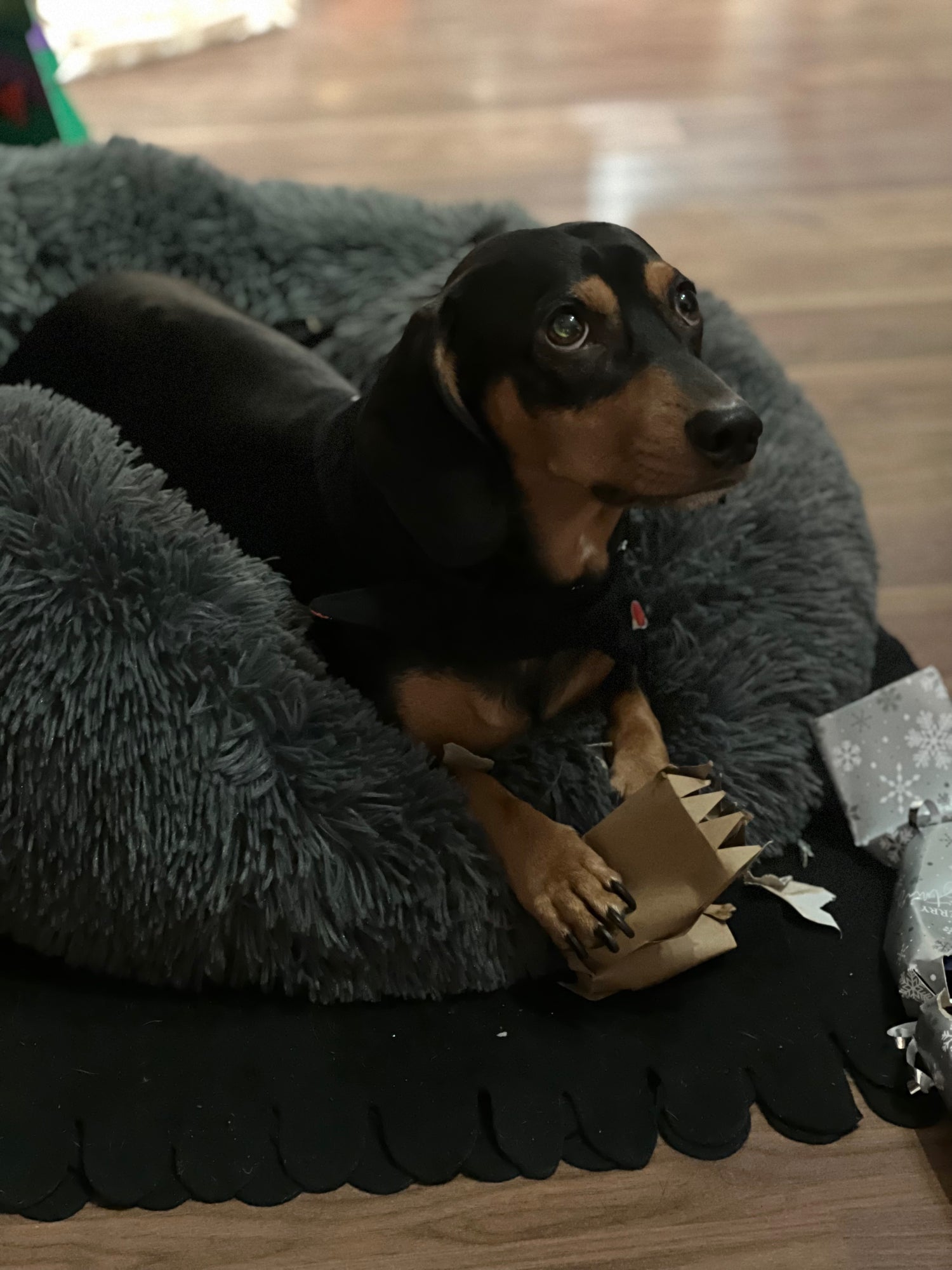 Dog in a cozy bed