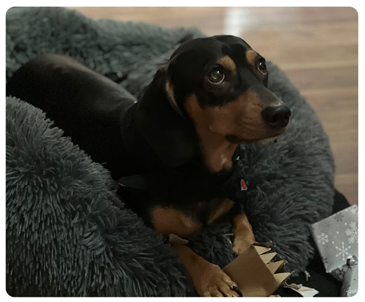 Donut cozy calming dog bed for all size of dog 40cm-120cm